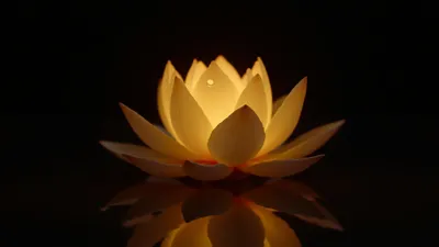 Lotus Spiritual dark amoled wallpaper - free HD and 4K Lotus Spiritual Golden Dark Wallpaper for desktop and phone